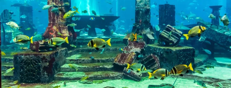 Dubai-Aquarium-Underwater-Zoo-All-Access-Pass